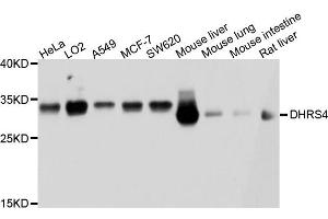 Western blot analysis of extract of various cells, using DHRS4 antibody. (DHRS4 antibody)