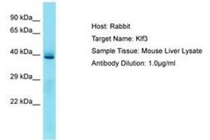 Image no. 1 for anti-Kruppel-Like Factor 3 (Basic) (KLF3) (N-Term) antibody (ABIN6750300) (KLF3 antibody  (N-Term))