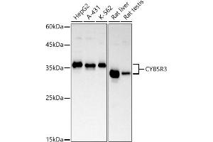 Western blot analysis of extracts of various cell lines, using CYB5R3 antibody (ABIN7266631) at 1:1000 dilution. (CYB5R3 antibody)