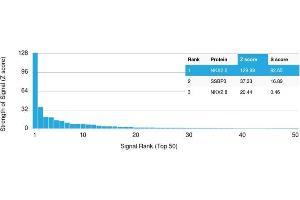 Analysis of Protein Array containing >19,000 full-length human proteins using NKX2. (Nkx2-2 antibody  (AA 1-119))