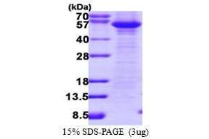 Figure annotation denotes ug of protein loaded and % gel used. (FLIP Protein (AA 1-480))