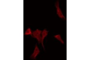 ABIN6268715 staining HepG2 by IF/ICC. (Cathepsin G antibody  (Internal Region))