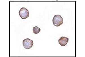 Immunohistochemistry (IHC) image for anti-X-Box Binding Protein 1 (XBP1) (AA 2-160) antibody (ABIN492538) (XBP1 antibody  (AA 2-160))