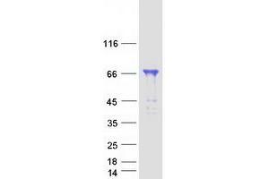 Validation with Western Blot (WRNIP1 Protein (Transcript Variant 2) (Myc-DYKDDDDK Tag))