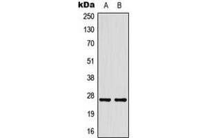 Western blot analysis of HSP27 expression in HeLa (A), HepG2 (B) whole cell lysates.