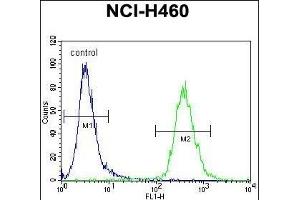 ZN Antibody (N-term) (ABIN655452 and ABIN2844980) flow cytometric analysis of NCI- cells (right histogram) compared to a negative control cell (left histogram). (ZNF433 antibody  (N-Term))