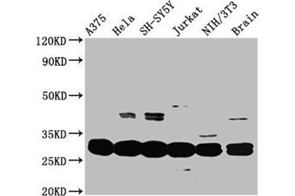 YWHAE antibody  (AA 1-255)