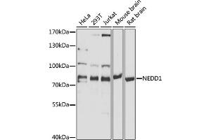 Western Blotting (WB) image for anti-Neural Precursor Cell Expressed, Developmentally Down-Regulated 1 (NEDD1) (AA 411-660) antibody (ABIN1681008)