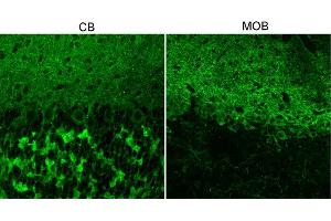 Indirect immunostaining of mouse cerebellum and main olfactory bulb vibratome sections fixed with 1 % PFA in sodium-acetate at pH6 (dilution 1 : 500). (GABRA1 antibody  (AA 28-43))