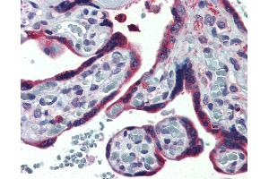 Anti-ERP44 / TXNDC4 antibody IHC of human placenta.