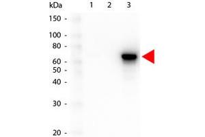 Image no. 1 for anti-V-Akt Murine Thymoma Viral Oncogene Homolog 3 (Protein Kinase B, Gamma) (AKT3) antibody (ABIN1099908) (AKT3 antibody)