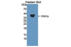 Western Blotting (WB) image for anti-Apolipoprotein A (APOA) (AA 1719-2038) antibody (ABIN1869010) (LPA antibody  (AA 1719-2038))