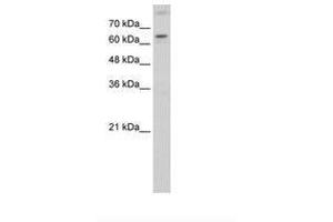 Image no. 1 for anti-RAR-Related Orphan Receptor A (RORA) (AA 101-150) antibody (ABIN205083) (RORA antibody  (AA 101-150))