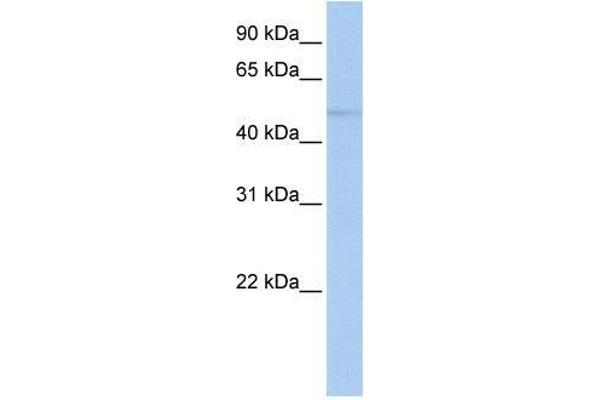 ZNF610 antibody  (N-Term)