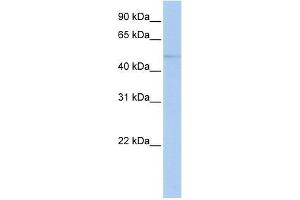 ZNF610 antibody used at 0. (ZNF610 antibody  (N-Term))