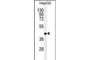 RDH13 Antibody (Center) (ABIN655968 and ABIN2845352) western blot analysis in HepG2 cell line lysates (35 μg/lane). (RDH13 antibody  (AA 166-194))