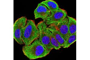 Immunofluorescence analysis of SMMC-7721 cells using ATG3 mouse mAb (green). (ATG3 antibody  (AA 1-100))