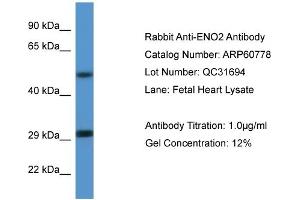 Western Blotting (WB) image for anti-Enolase 2 (Gamma, Neuronal) (ENO2) (N-Term) antibody (ABIN786270) (ENO2/NSE antibody  (N-Term))