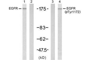 Western blot analysis of extract from A431 cell untreated or treated with EGF (200ng/ml, 5min), using EGFR (Ab-1172) antibody (E021213, Lane 1 and 2) and EGFR (phospho-Tyr1172) antibody (E011220, Lane 3 and 4). (EGFR antibody  (pTyr1172))