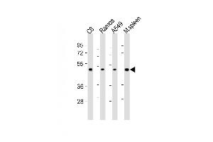 All lanes : Anti-CSK Antibody (N-term) at 1:2000 dilution Lane 1: C6 whole cell lysates Lane 2: Ramos whole cell lysates Lane 3: A549 whole cell lysates Lane 4: mouse spleen lysates Lysates/proteins at 20 μg per lane. (CSK antibody  (N-Term))