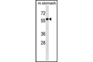 Western blot analysis in mouse stomach tissue lysates (35 µg/lane) using RUNDC1 Antibody (C-term) Cat. (RUNDC1 antibody  (C-Term))