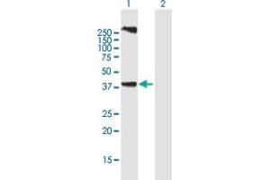 Western Blot analysis of LASS3 expression in transfected 293T cell line by LASS3 MaxPab polyclonal antibody.