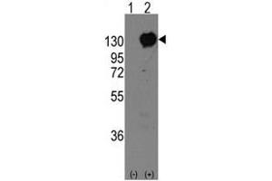 Image no. 1 for anti-M-Cadherin (CDH15) (C-Term) antibody (ABIN356923) (CDH15 antibody  (C-Term))
