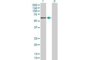 Western Blot analysis of DVL1 expression in transfected 293T cell line by DVL1 MaxPab polyclonal antibody. (DVL1 antibody  (AA 1-444))