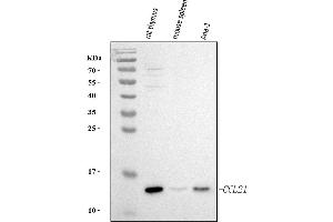 Western blot analysis of Ccl21 using anti-Ccl21 antibody (ABIN7600807).