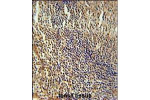 MEF2A Antibody immunohistochemistry analysis in formalin fixed and paraffin embedded human tonsil tissue followed by peroxidase conjugation of the secondary antibody and DAB staining. (MEF2A antibody  (AA 453-479))