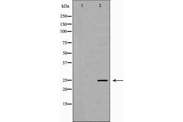 PRG2 antibody  (Internal Region)