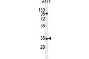 Western blot analysis in A549 cell line lysates (35ug/lane) using PRR19 Antibody . (PRR19 antibody  (Middle Region))