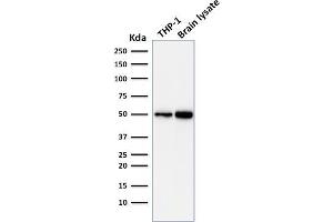 Western Blot Analysis of THP-1 cell and human Brain tissue lysate using ATG5 Mouse Monoclonal Antibody (ATG5/2101). (ATG5 antibody  (AA 1-119))