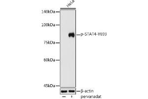 Western blot analysis of extracts of HeLa cells, using Phospho-ST-Y693 antibody (ABIN3019610, ABIN3019611, ABIN3019612, ABIN1682083 and ABIN1682084) at 1:500 dilution. (STAT4 antibody  (pTyr693))