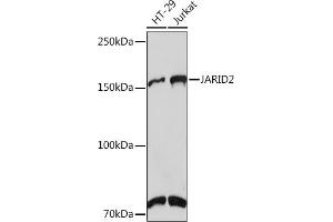 Western blot analysis of extracts of various cell lines, using J Rabbit mAb (ABIN7268047) at 1:1000 dilution. (JARID2 antibody)