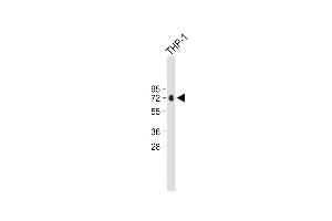 Anti-CFP Antibody (Center) at 1:500 dilution + THP-1 whole cell lysate Lysates/proteins at 20 μg per lane. (CFP antibody  (AA 197-223))