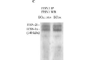 Western Blotting (WB) image for Rabbit TrueBlot® Anti-Rabbit IgG HRP  (ABIN1589974)