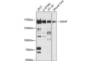 Western blot analysis of extracts of various cell lines, using ADNP Antibody (ABIN1678582, ABIN3019032, ABIN3019033 and ABIN6220678) at 1:1000 dilution. (ADNP antibody  (AA 843-1102))