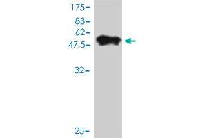 Western Blot detection against Immunogen (49.