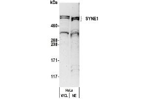 anti-Spectrin Repeat Containing, Nuclear Envelope 1 (SYNE1) (AA 4200-4250) antibody