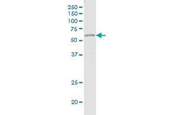 Otopetrin 1 antibody  (AA 415-504)