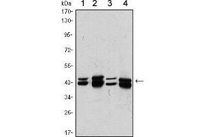 Western blot analysis using PRMT6 mouse mAb against A431 (1), Hela (2), A549 (3) and HEK293 (4) cell lysate. (PRMT6 antibody)