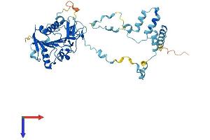 Intraflagellar Transport 52 Homolog (IFT52) (AA 1-437) protein (His tag)
