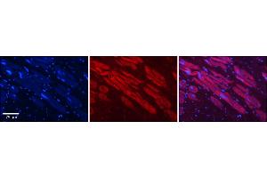 Rabbit Anti-Hdac6 Antibody    Formalin Fixed Paraffin Embedded Tissue: Human Adult heart  Observed Staining: Cytoplasmic Primary Antibody Concentration: 1:100 Secondary Antibody: Donkey anti-Rabbit-Cy2/3 Secondary Antibody Concentration: 1:200 Magnification: 20X Exposure Time: 0. (HDAC6 antibody  (N-Term))