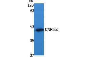 Western Blot (WB) analysis of specific cells using CNPase Polyclonal Antibody.