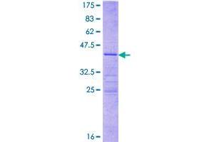 MRPL41 Protein (AA 1-137) (GST tag)