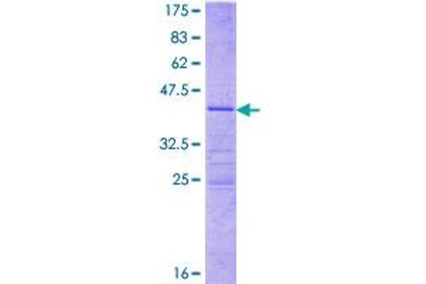 MRPL41 Protein (AA 1-137) (GST tag)