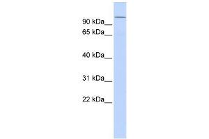 WB Suggested Anti-NPAS4 Antibody Titration:  0. (NPAS4 antibody  (Middle Region))