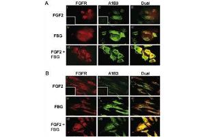 Colocalization of A1B3 and FGFR1 using IF. (FGFR1 antibody  (AA 19-48))