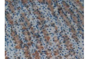 DAB staining on IHC-P; Samples: Rat Stomach Tissue (Hepcidin antibody  (AA 23-84))